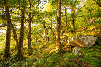 Coed crafnant general woodland landscape 2 - June 2023 - Ben Porter.jpg