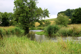 A landscape view of a winding chalk stream cutting through long grass banks. There isa a medium sized tree on the left of the image that is on the river bank. 