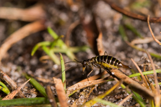 A female snow flea climbing over detritis on the ground
