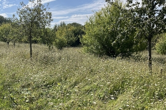 A view of an orchid on sunny summer's day
