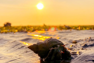 Hermit crab in shallow water at sunrise