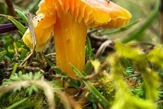 A close up image of a golden waxcap catching the sun surrounded by green grass