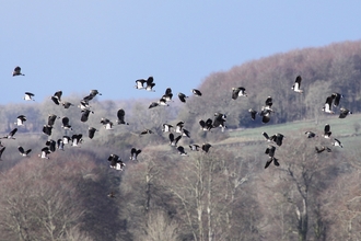 Lapwings fly over a Jordans farm in Dorset, The Wildlife Trusts