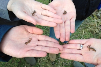 Newts