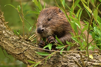 A beaver standing over a branch eating a leaf. 