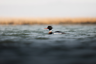 A male red-breasted merganser floating in water at eye level 