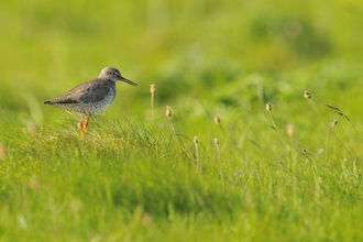 Redshank amongst green grass