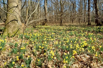 a woodland floor covered with wild daffodils 