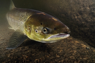 Atlantic salmon in a river 