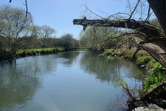 River Stour, wetland where beavers have been present for over 20 years