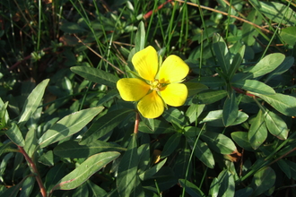 water primrose (Ludwigia grandiflora)