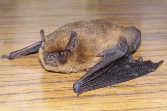 Common pipistrelle bat