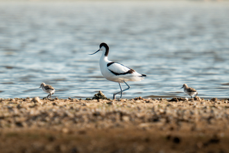 An adult avocet on a rocky shaw with 2 chicks wither side of it