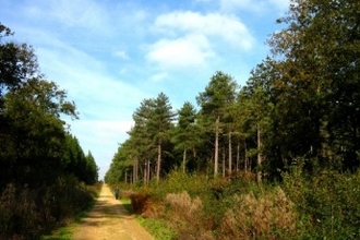 Parkhurst Forest, Isle of Wight