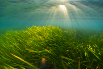 Long lush green seagrass flowing underwater. Bright blue sea background with the light shining through it