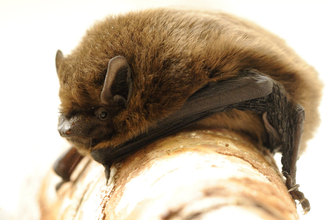 Pipistrelle bat