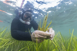Person in wetsuit and snorkel masking in the sea picking green seagrass spathes