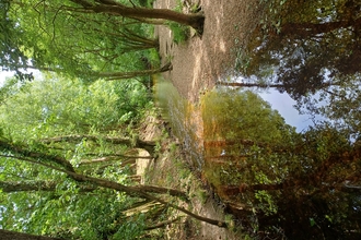 River running through trees with dappled light