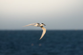 A sandwich tern flying over the sea