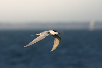 Sandwich tern flying over water with land in the background 