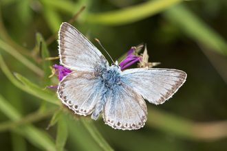 Chalk Hill Blue Butterfly