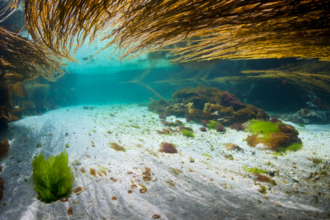 Alexander Mustard/2020VISION