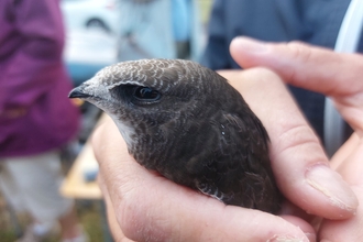 Swift being held