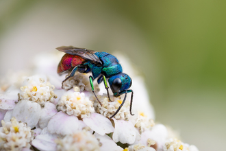 ruby tailed wasp on a white flowered plant with a soft, green background