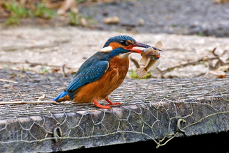 A kingfisher perched with a fish in its mouth