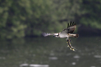 Osprey