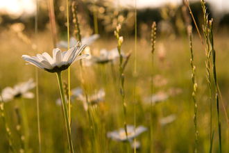 Meadow 