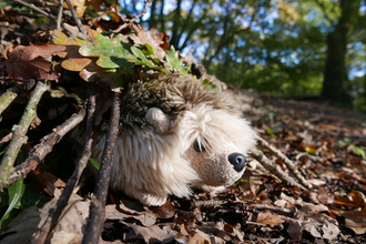Hedgehog cuddly toy in leaf and stick den.