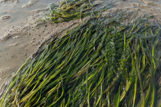 Clump of seagrass in the Hamble