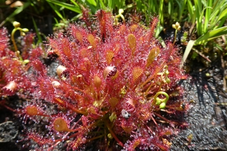 Sundew John Buckley