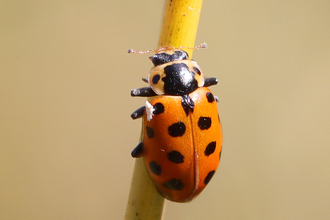 13 spot ladybird 