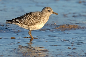 Grey plover