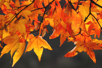 Autumn Maple Leaves