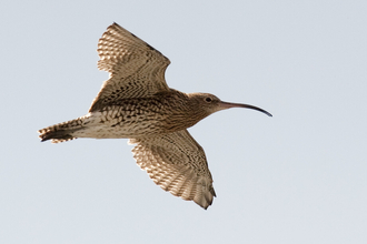 Curlew