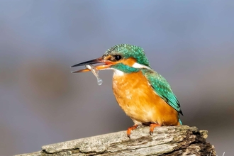 Kingfisher