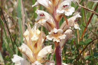 Oxtongue Broomrape