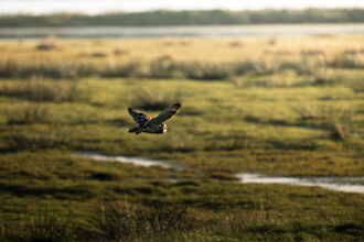 Short-eared owl 