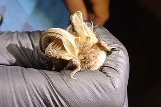 A brown long-eared bat being held in a hand with a latex glove