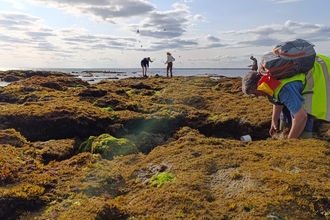 Volunteers surveying a rocky shore