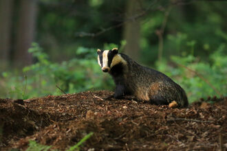 Badger in woodland