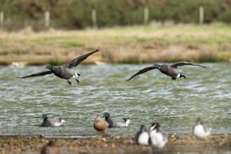Brent geese arriving on the Solent. 