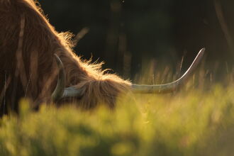 Close up of a highland cow grazing