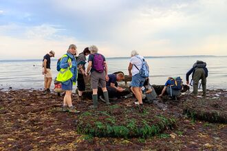 Volunteers surveying the shore