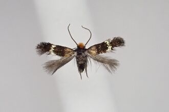 Bohemannia auriciliella