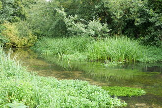 A chalk stream flowing through lush vegetation. The water is clear and you can see plant growing underwater