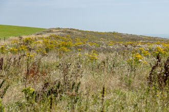 Wilder Nunwell on the Isle of Wight